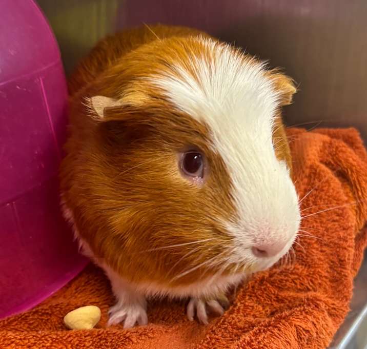 Photo of Nugget-IN FOSTER