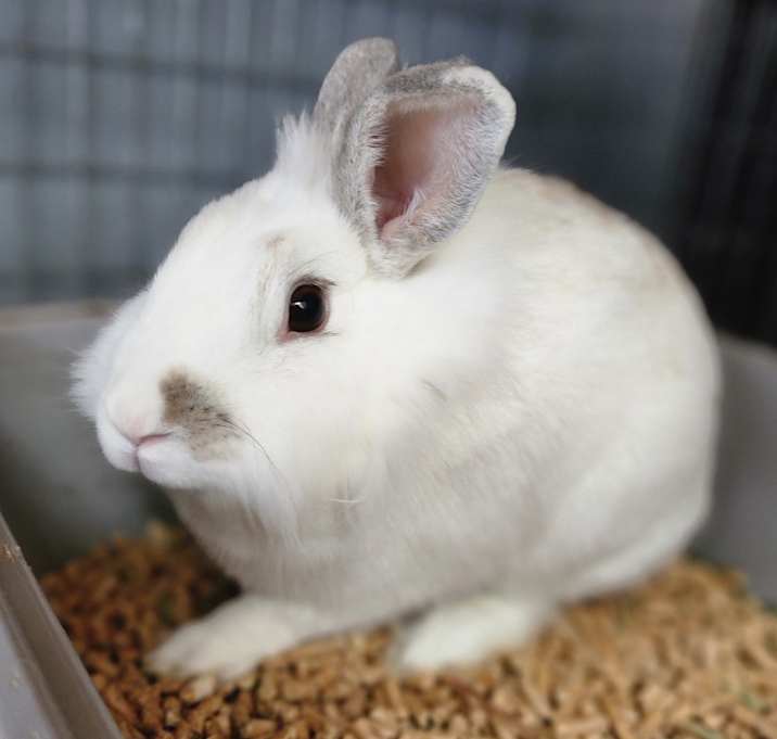 Photo of Coco*Bonded with Polly*- Chino Hills Location