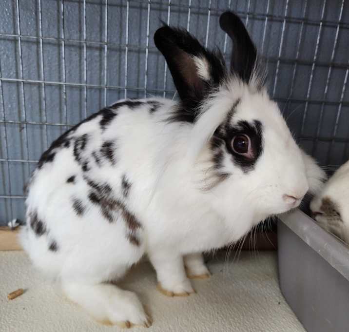 Photo of Polly *Bonded with Coco*- Chino Hills Location