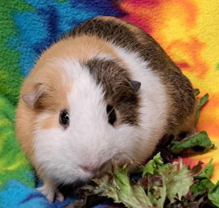 Photo of Ginger