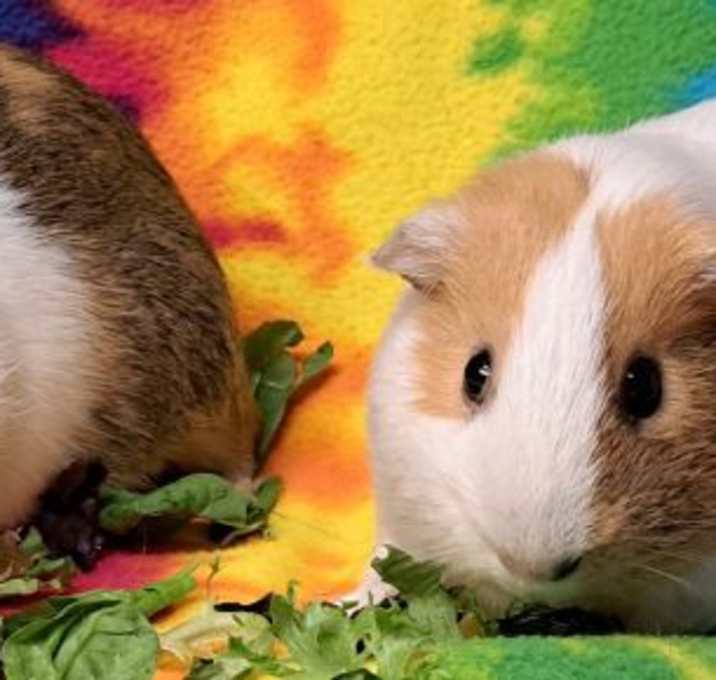 Photo of Nutmeg