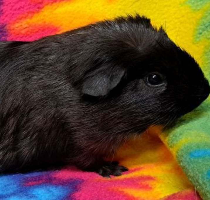 Photo of Dominick