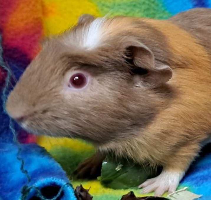 Photo of Meyer