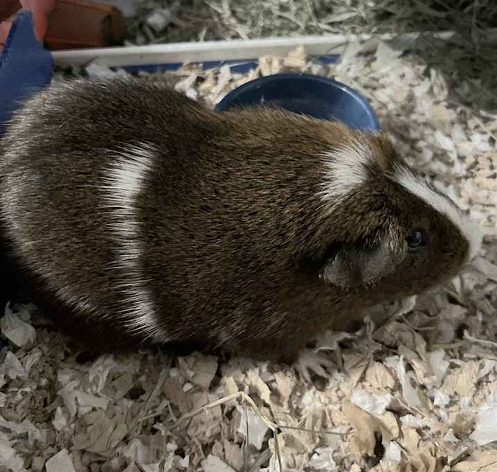 Photo of Teddy