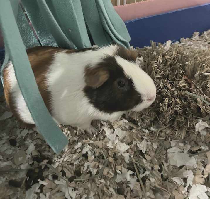 Photo of Otis