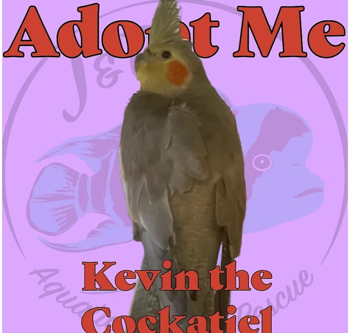 Photo of Kevin the Cockatiel