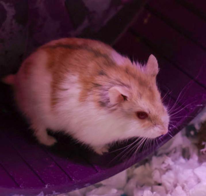 Photo of Ricky