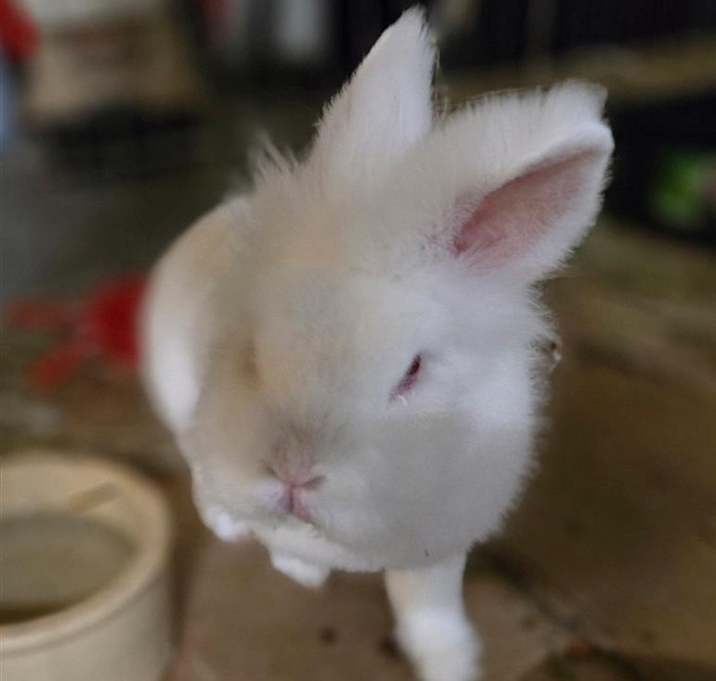 Photo of Gandalf-In Foster-See My Video! Fee Waived!