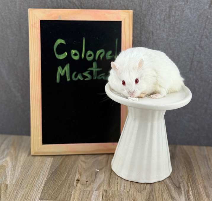 Photo of Colonel Mustard