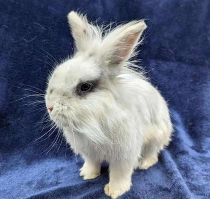 Photo of SAMSON