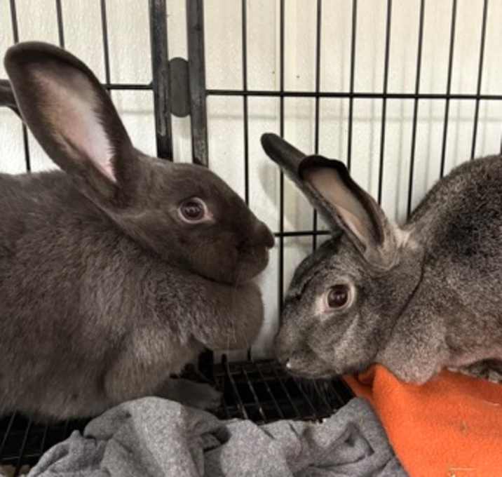 Photo of Rapunzel & Tinkerbell Bonded P