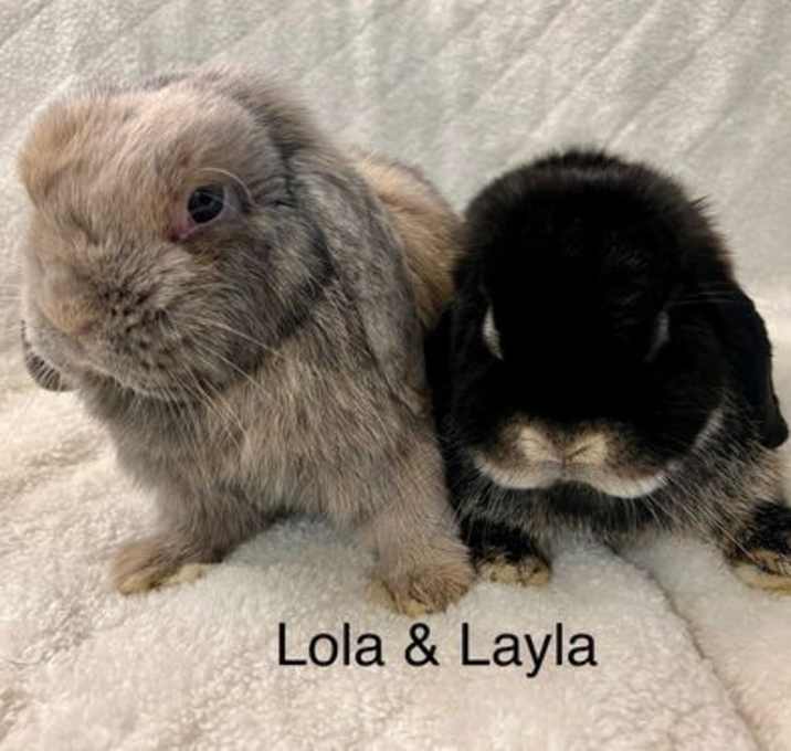 Photo of Lola & Layla