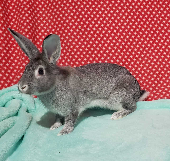 Photo of Phlox, NEL Bunny 14