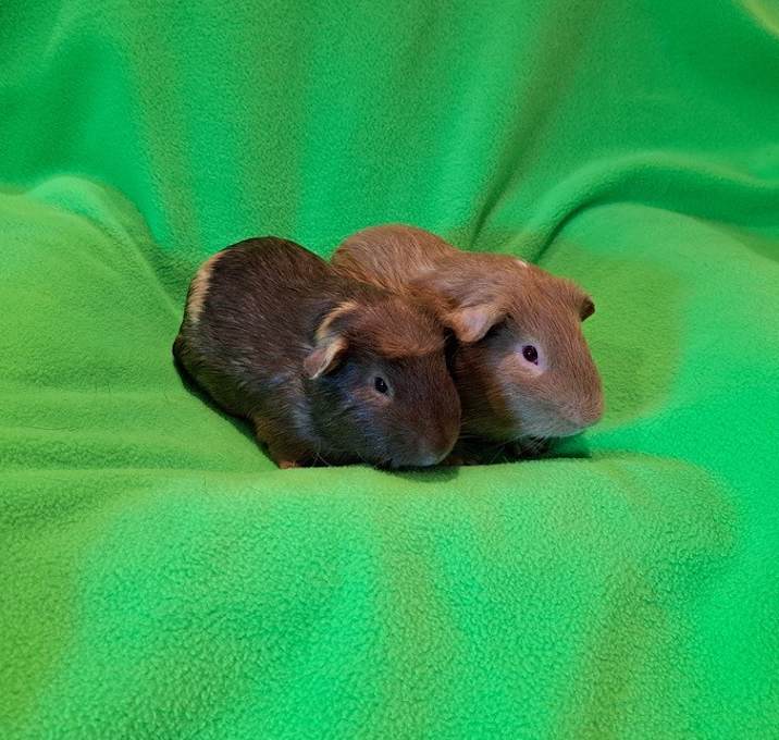 Photo of Cranberry and Cheesecake