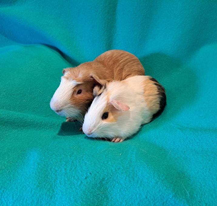 Photo of Bazooka and Bit O Honey