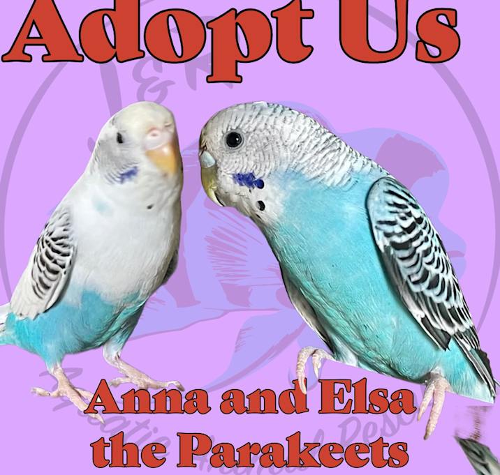 Photo of Anna and Elsa the Parakeets