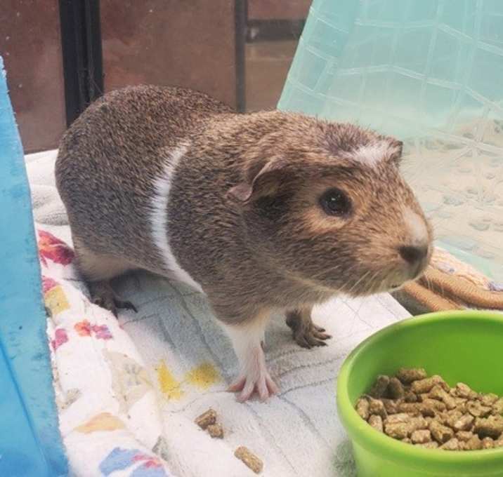 Photo of Merry Brandybuck