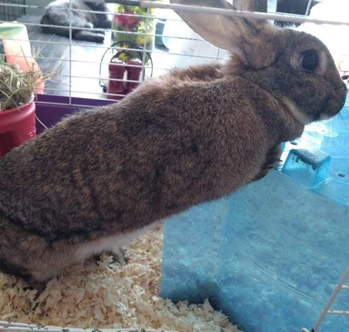 Photo of Bunny