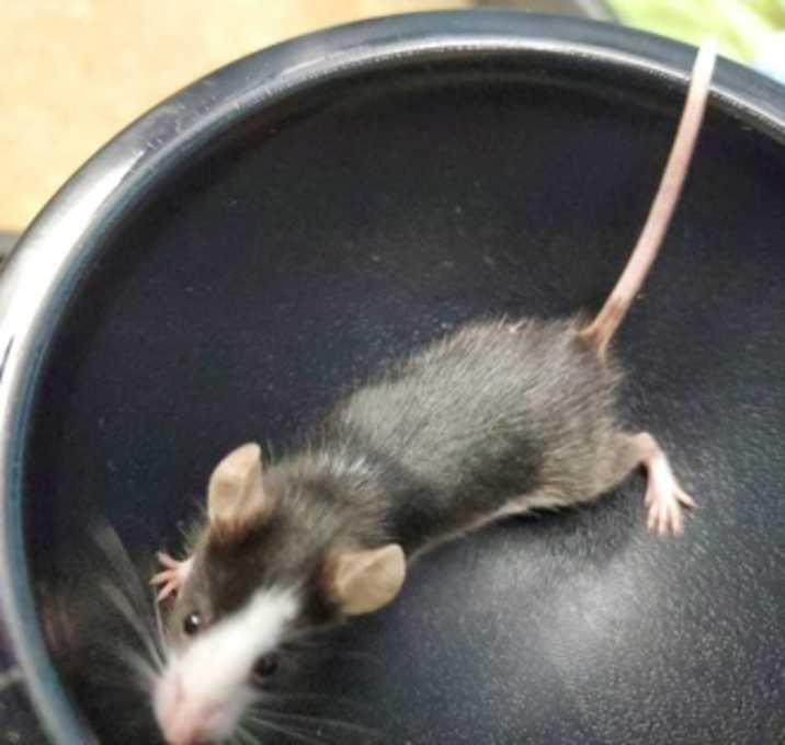 Photo of Baking Soda