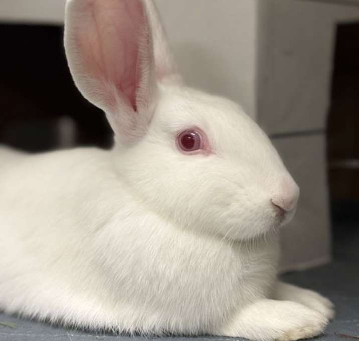 Photo of Grasshopper