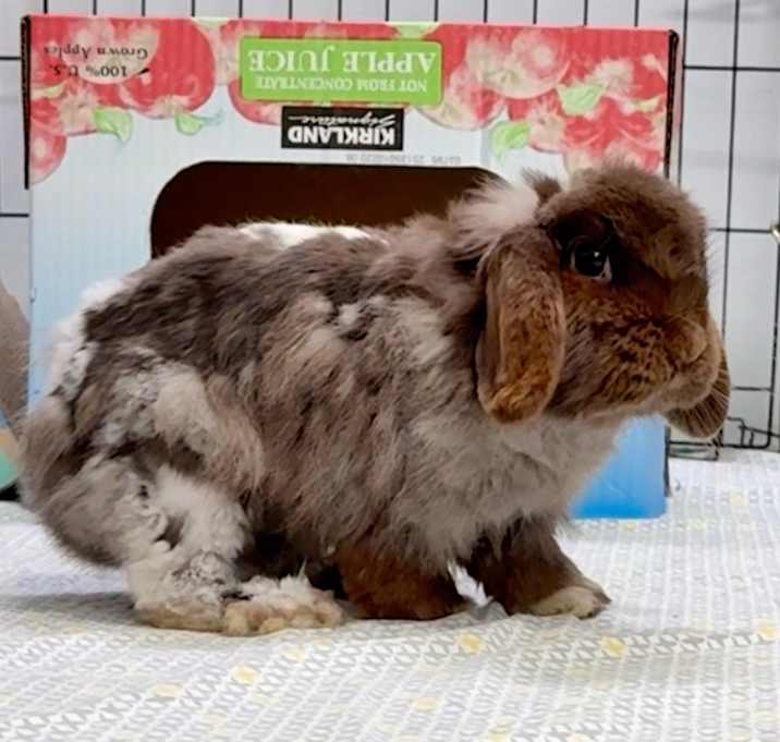 Photo of Loppy Space Bun