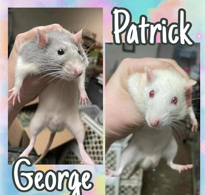Photo of Patrick and George