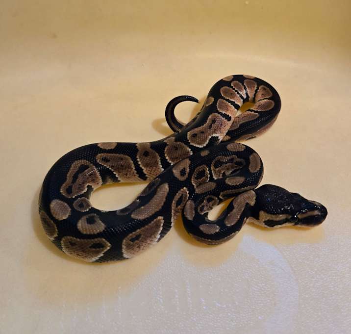 Photo of Gus curtosey post