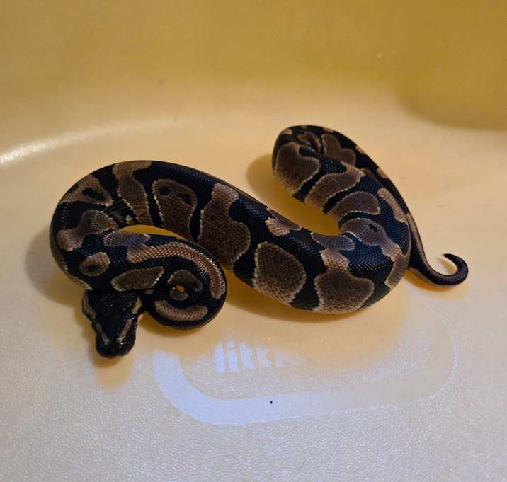 Photo of Jasper