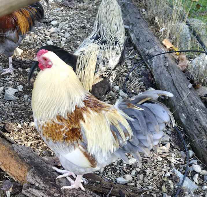 Photo of Coop Cowboys!!