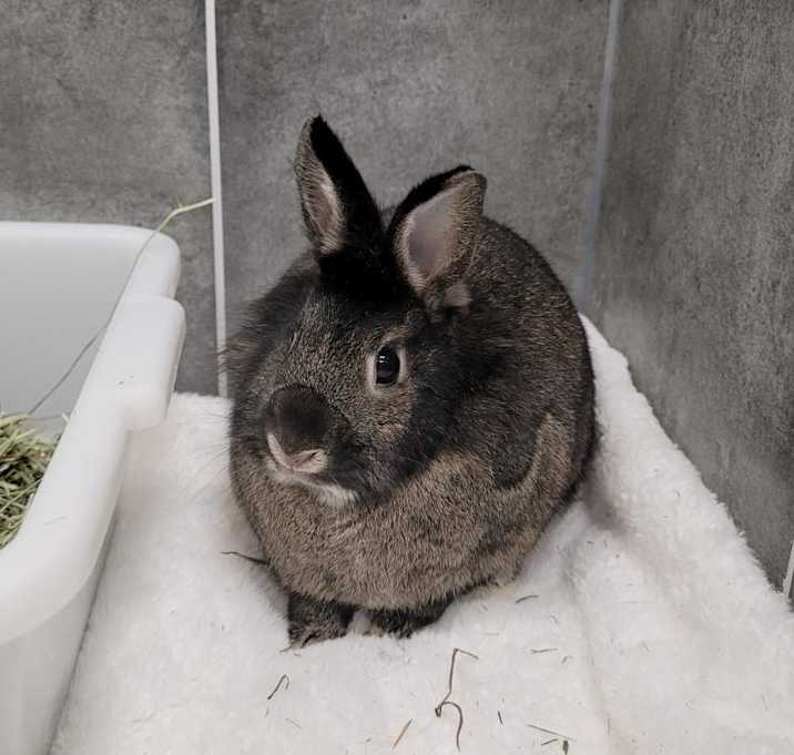 Photo of CHOCOLATE CHIP