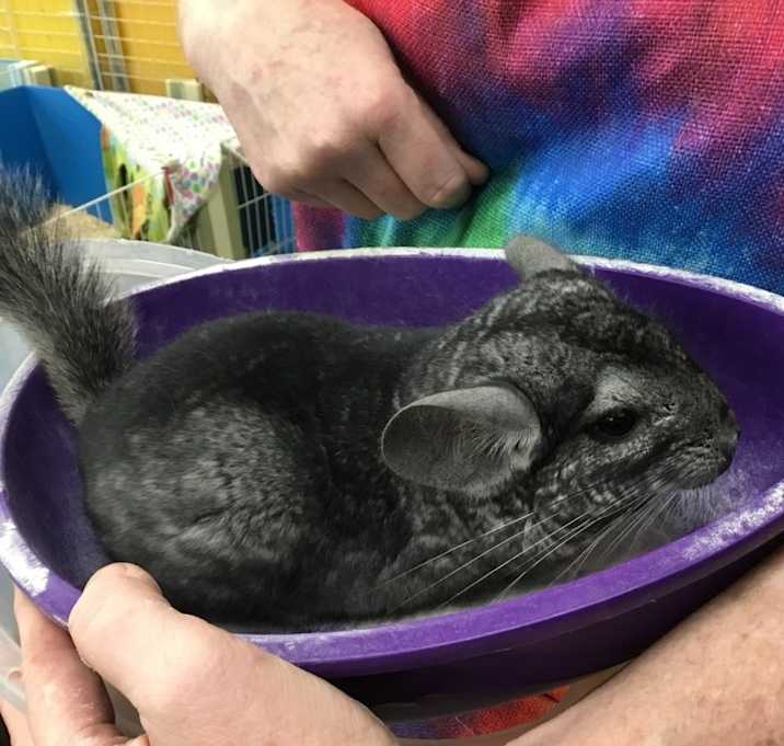 Photo of Chonkchilla