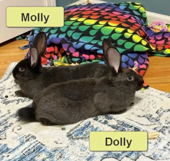 Photo of Molly