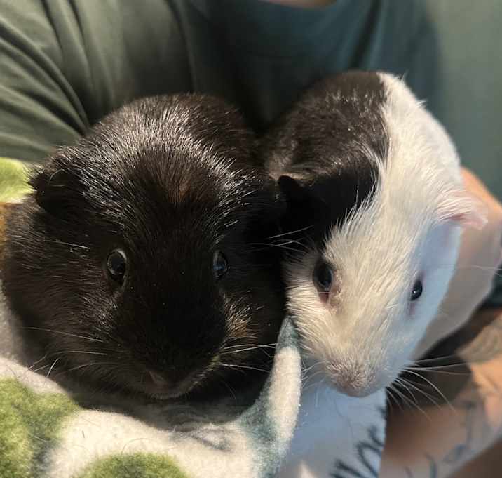 Photo of Fig & Pibb BONDED