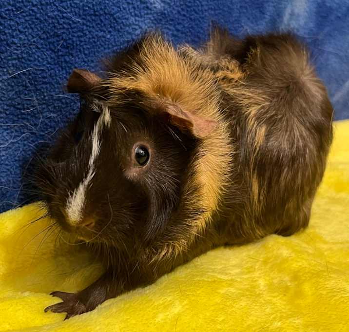 Photo of Sienna (bonded with Brandy)