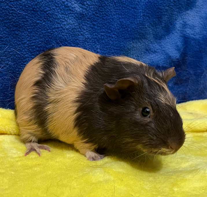 Photo of Brandy(bonded with Sienna)