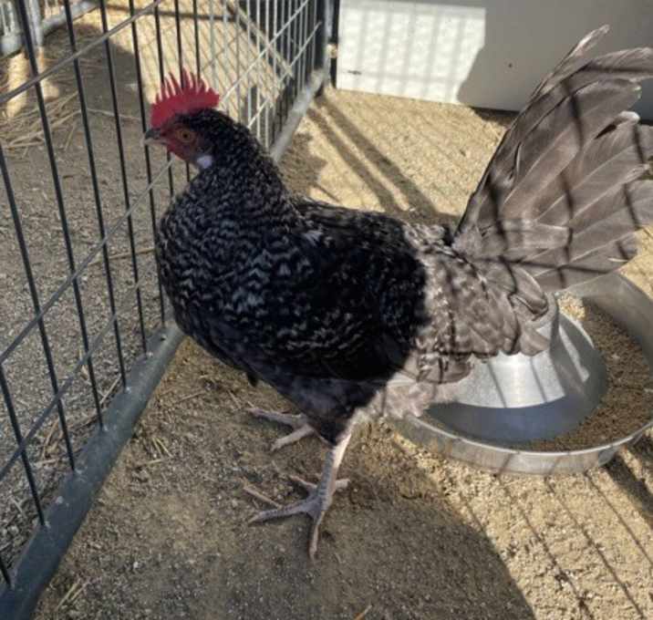 Photo of Mr. Speckle