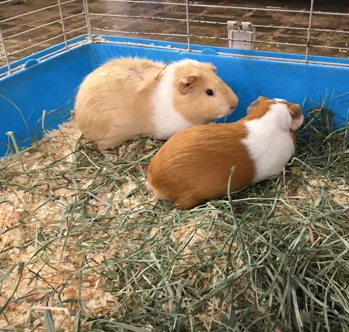 Photo of Clock Tower ( Bonded to Jeep)