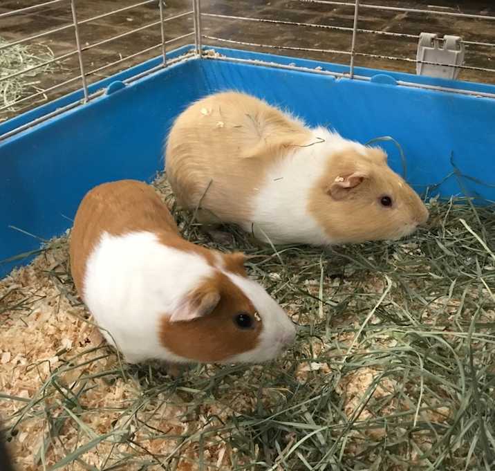 Photo of Jeep ( Bonded to Clock Tower)