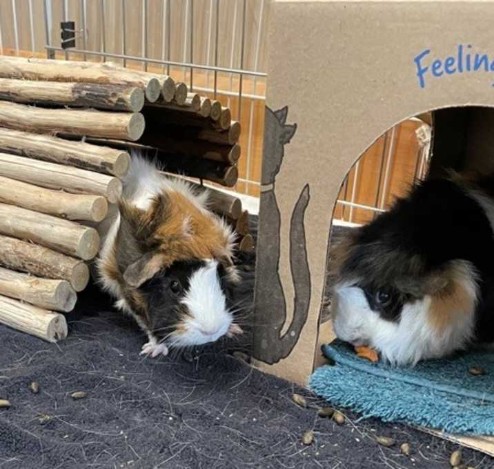 Photo of Jill (bonded With Kelly)