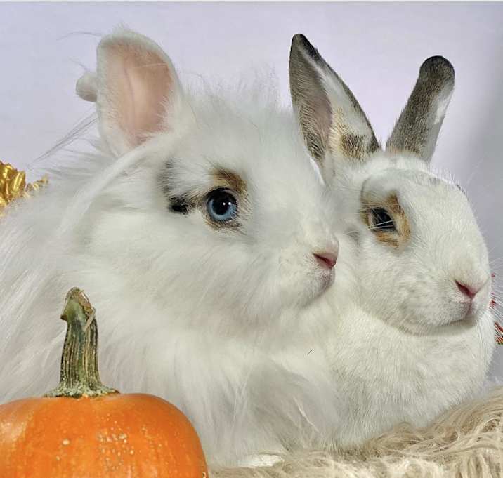 Photo of Luke & Leia