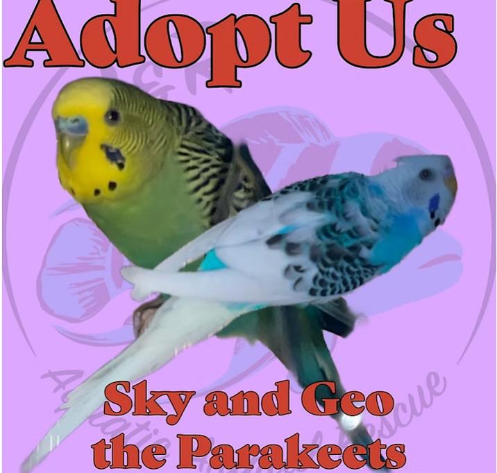 Photo of Skye and Geo the Parakeets