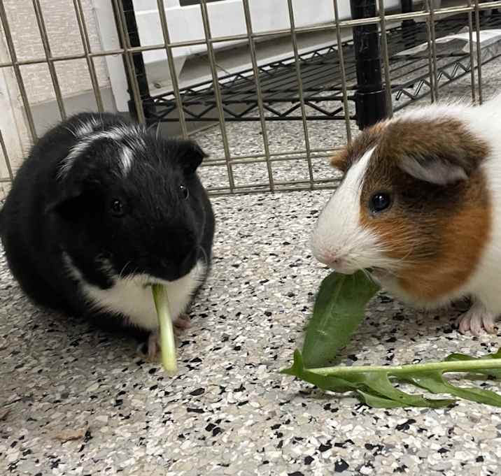 Photo of Bubbles-Bonded to Ace