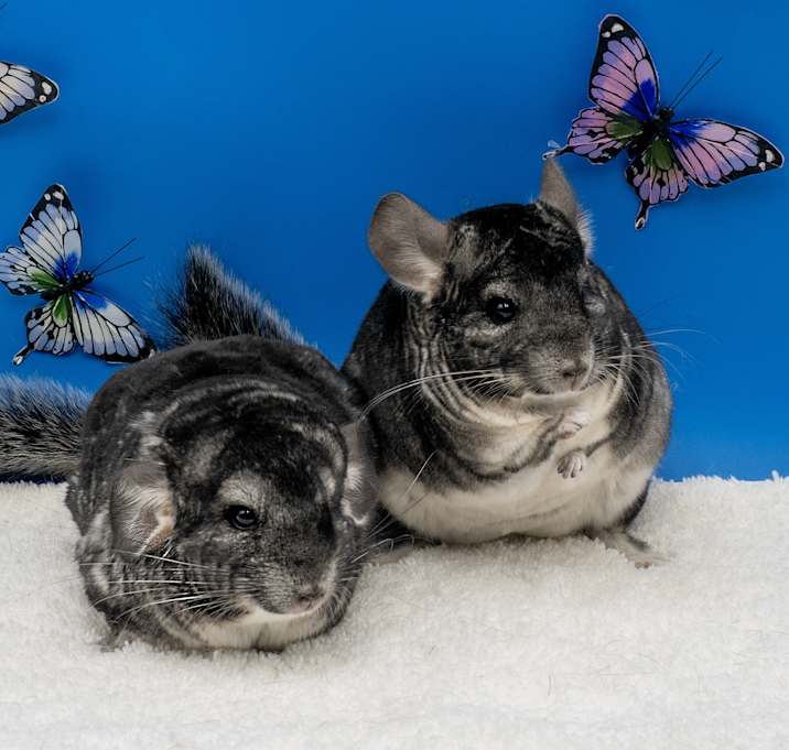 Photo of Renata (and Avril)