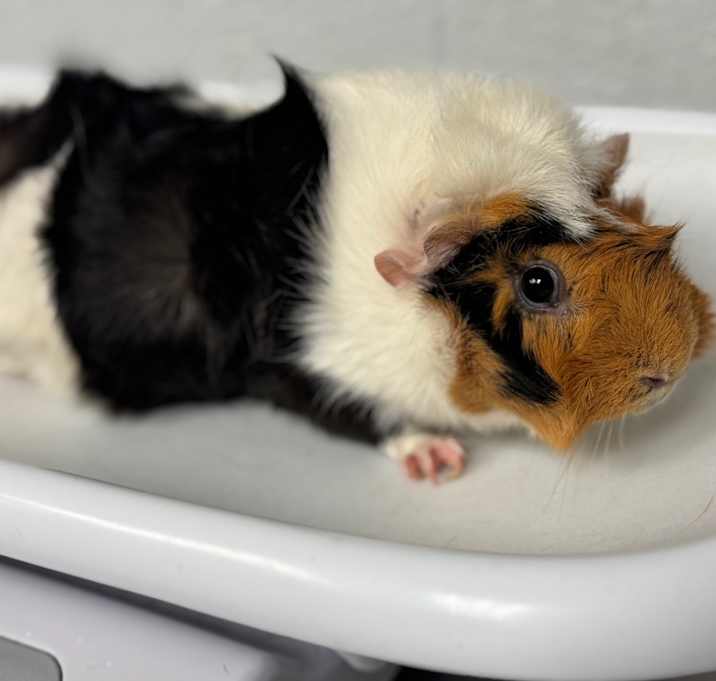 Photo of Ruby-IN FOSTER