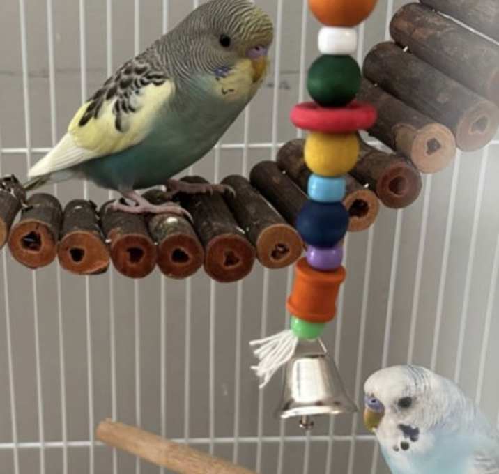 Photo of Jack Frost & Cado