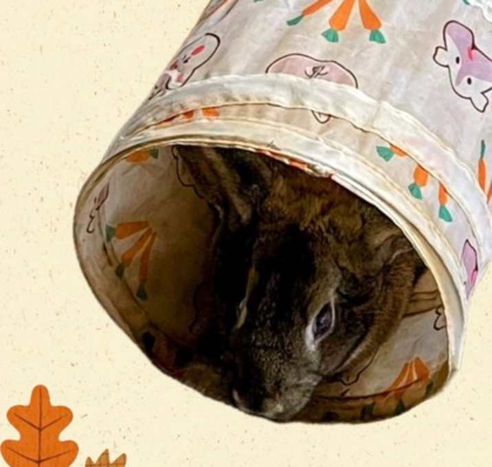 Photo of The Bunnisher