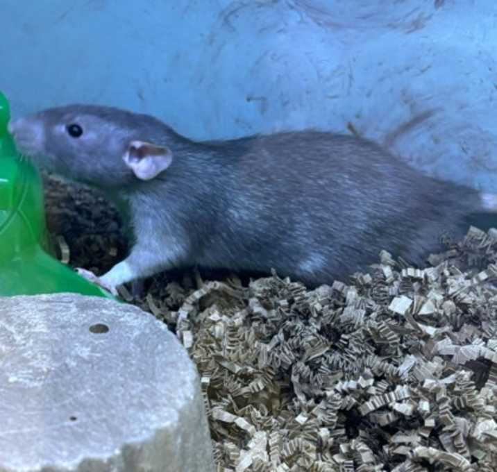 Photo of Ratatouille