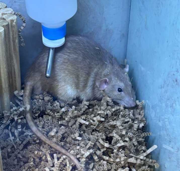 Photo of Mostaccioli