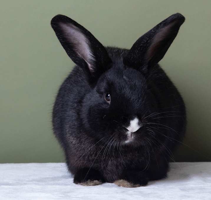 Photo of Mosaic Hops