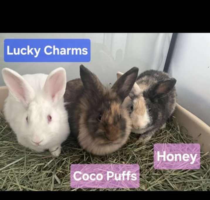 Photo of Lucky, Coco Puffs & Honey
